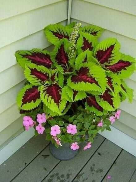 ❤️🌿 Introducing: Heartfelt Ruby Lavender Seeds! 🌿❤️