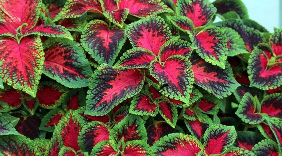 ❤️🌿 Introducing: Heartfelt Ruby Lavender Seeds! 🌿❤️