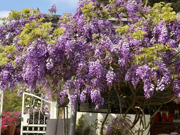 Wisteria Wonder: Nature's Cascading Beauty 💜🌸