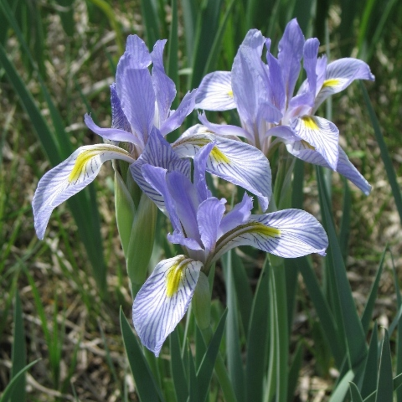 ⚜️Wild Iris Seeds – Nature’s Masterpiece for Your Garden! 🌿