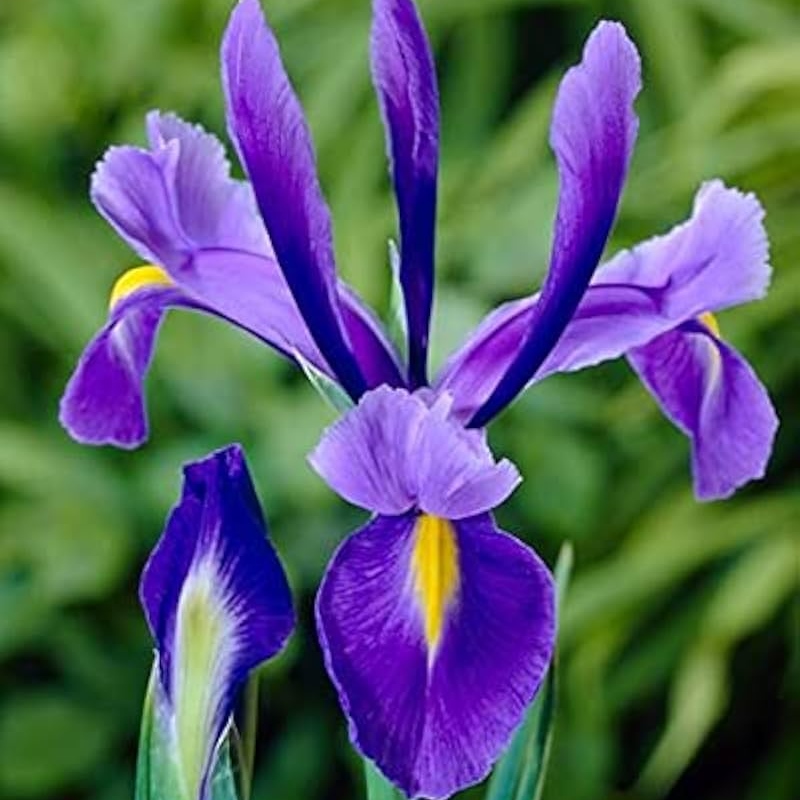Dutch Iris Seeds 🌷 – Garden Joy Made Easy 😊