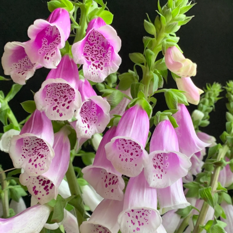 Relax & Garden 🌞 – Foxglove Seeds for Calm, Graceful Outdoor Spaces 🌷🪴