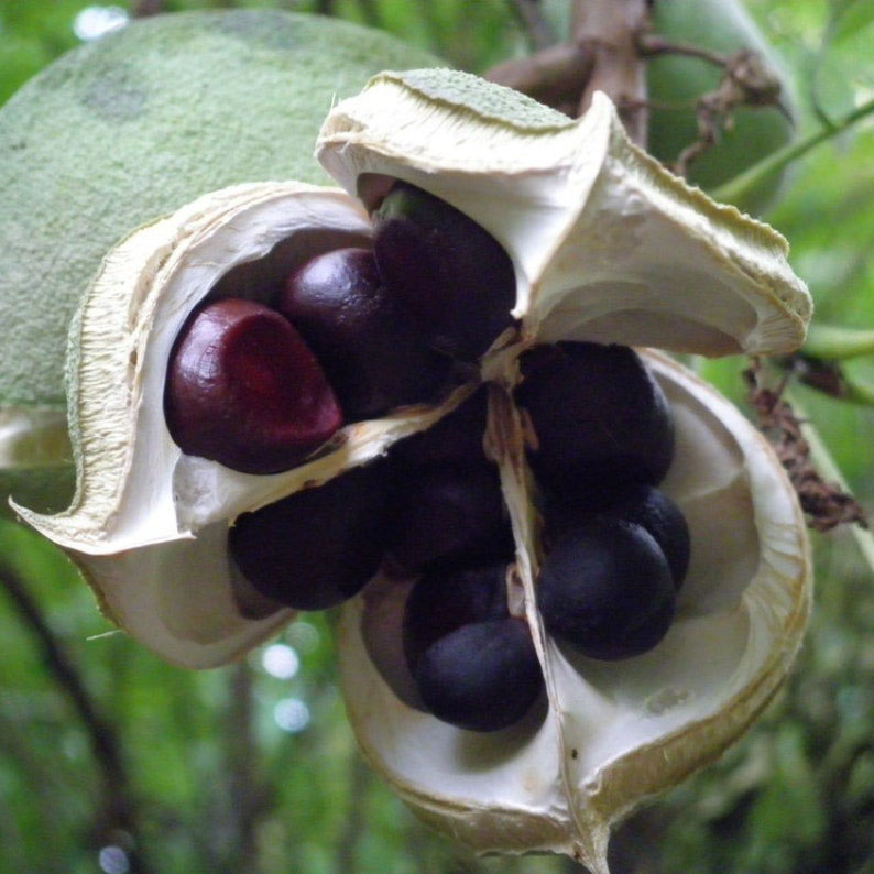 Xanthoceras Sorbifolia, Raintree Flower Seeds