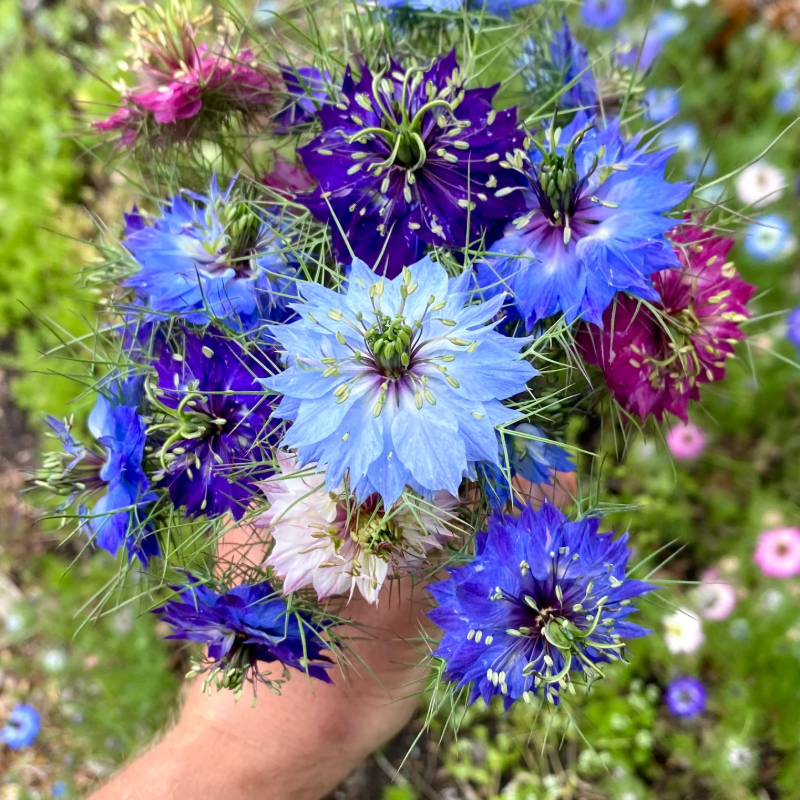 🌿 Nigella Flower Seeds – Love-in-a-Mist | Elegant Heirloom Blooms for Your Garden 🌸