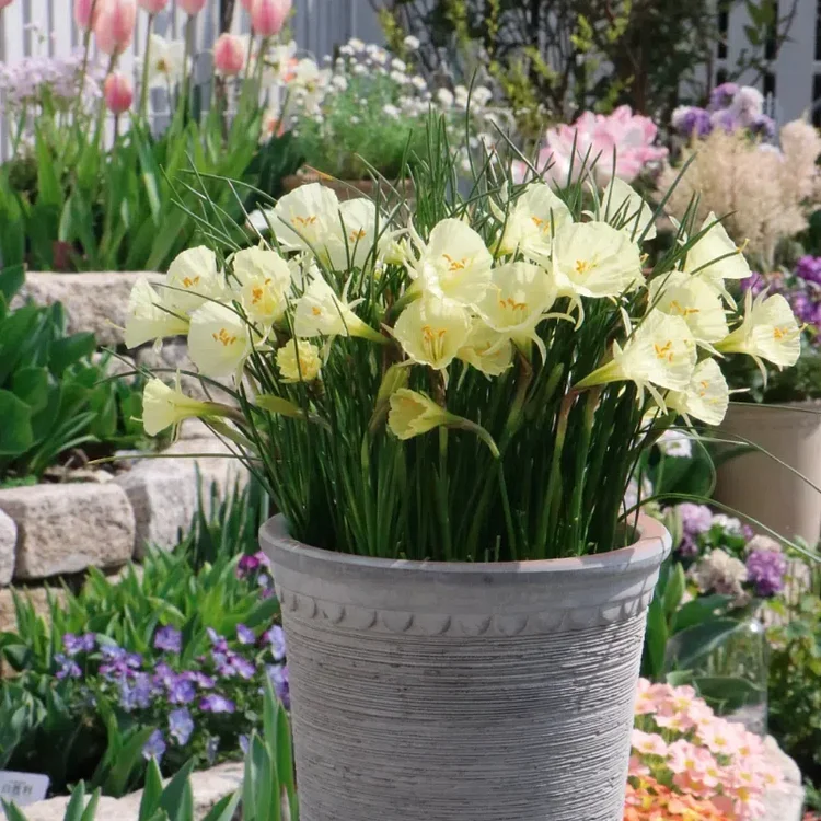 Narcissus bulbocodium Golden Bells