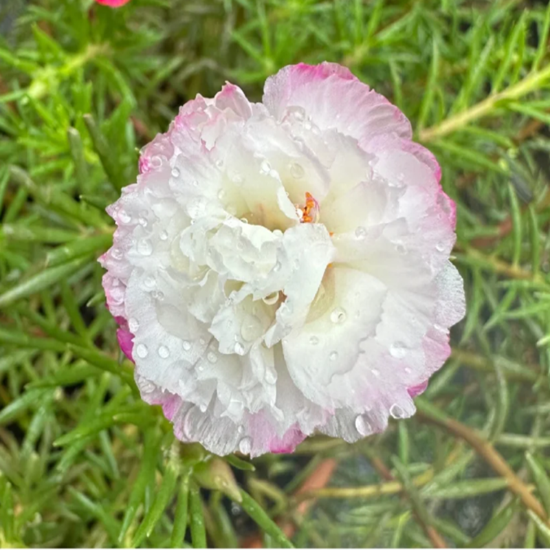 Double-petaled sunflower，plant them 🌱 and reap a garden full of flowers 🌸