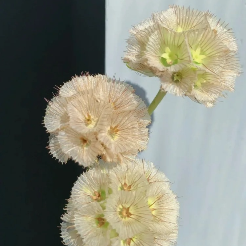 Cottage Garden Magic Begins with a Seed 🌷 | Plant Scabiosa Today