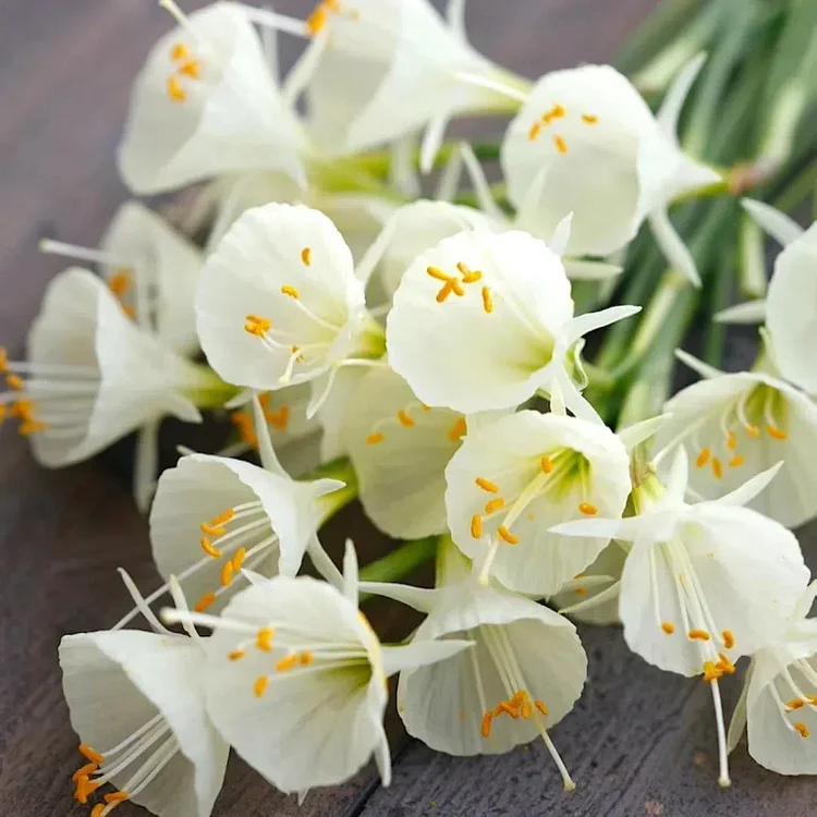Narcissus bulbocodium Golden Bells