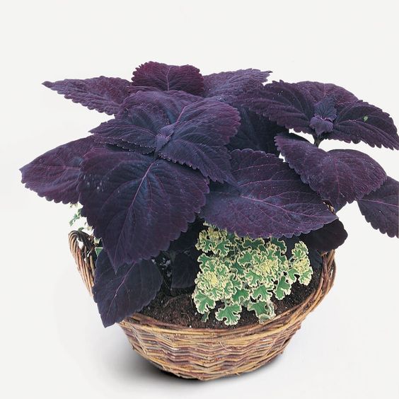 🌿🌱 Unleash Nature's Magic: Premium Perilla Seeds for Lush Gardens! 🌟🍃