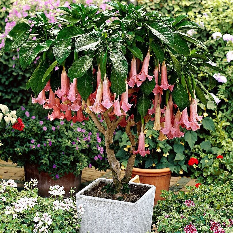 50pcs/Bag Datura Brugmansia Seeds Potted Bonsai Trumpets Angel Flower Seeds