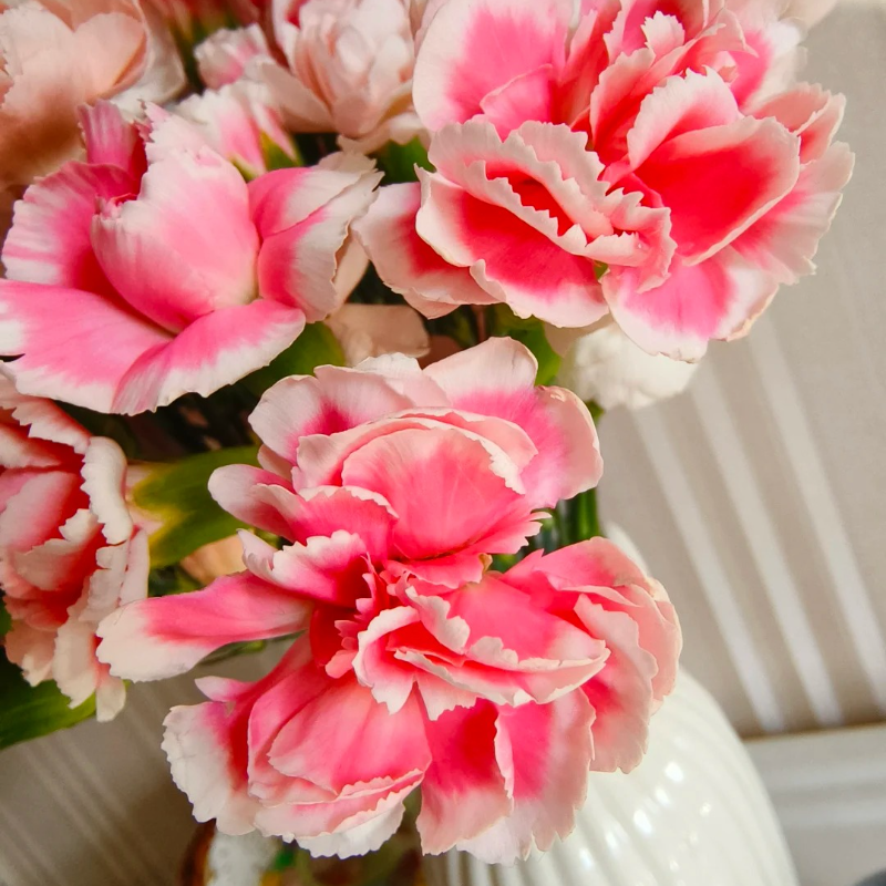 🌸 Doting Series Dianthus Seeds — A Garden Full of Love and Color