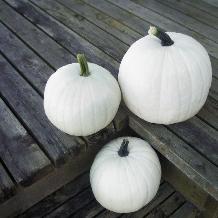 Casper White Pumpkin Seeds