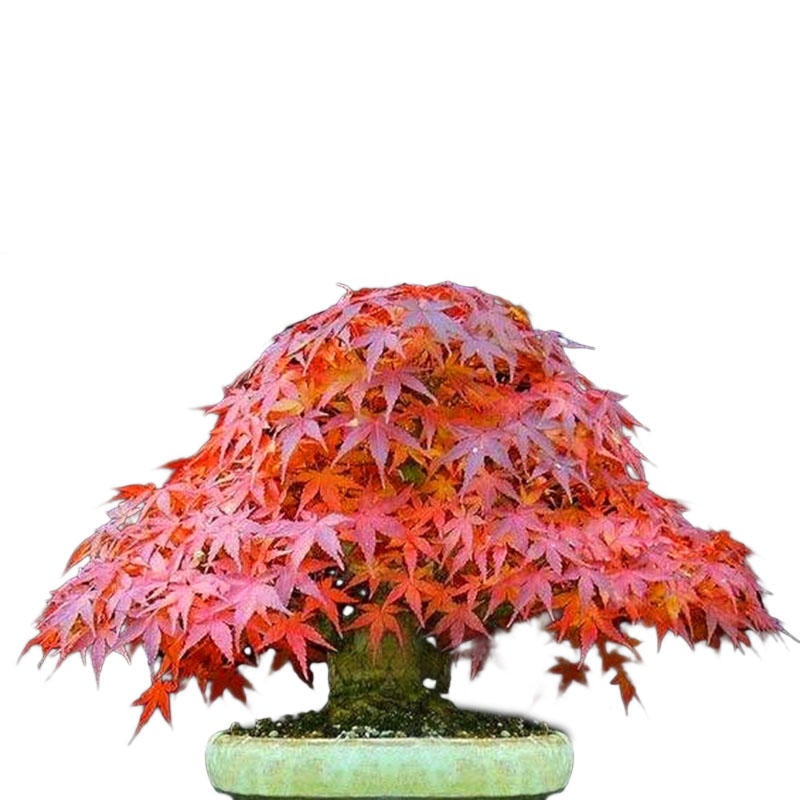 50pcs Red Maple Seeds Garden Bonsai Beautiful Indoor Potting Plant