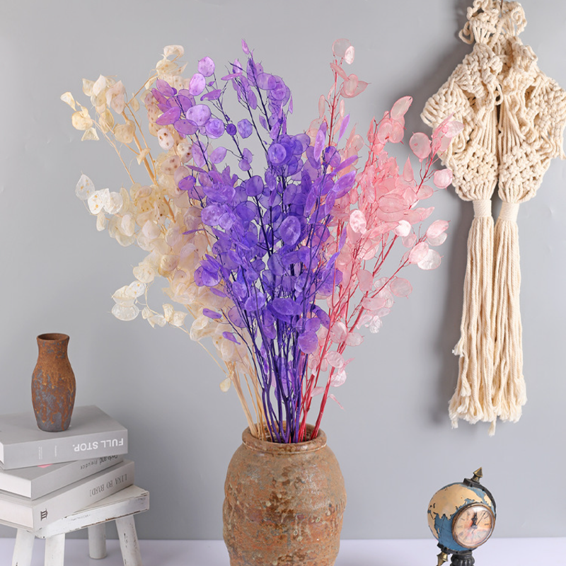 🌟Silver fan leaf seeds🌱- A Unique and Elegant Addition to Your Garden 🌿✨