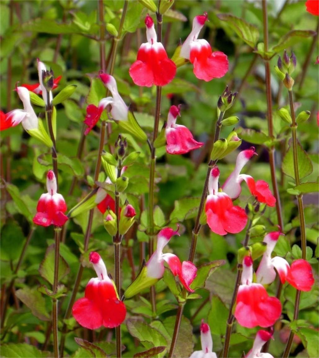 Cherry Lips Salvia "Hot Lips"
