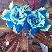 🌵🌹 Dive into Desert Beauty: Desert Rose Seeds for Your Tranquil Haven! 🏜️🌺