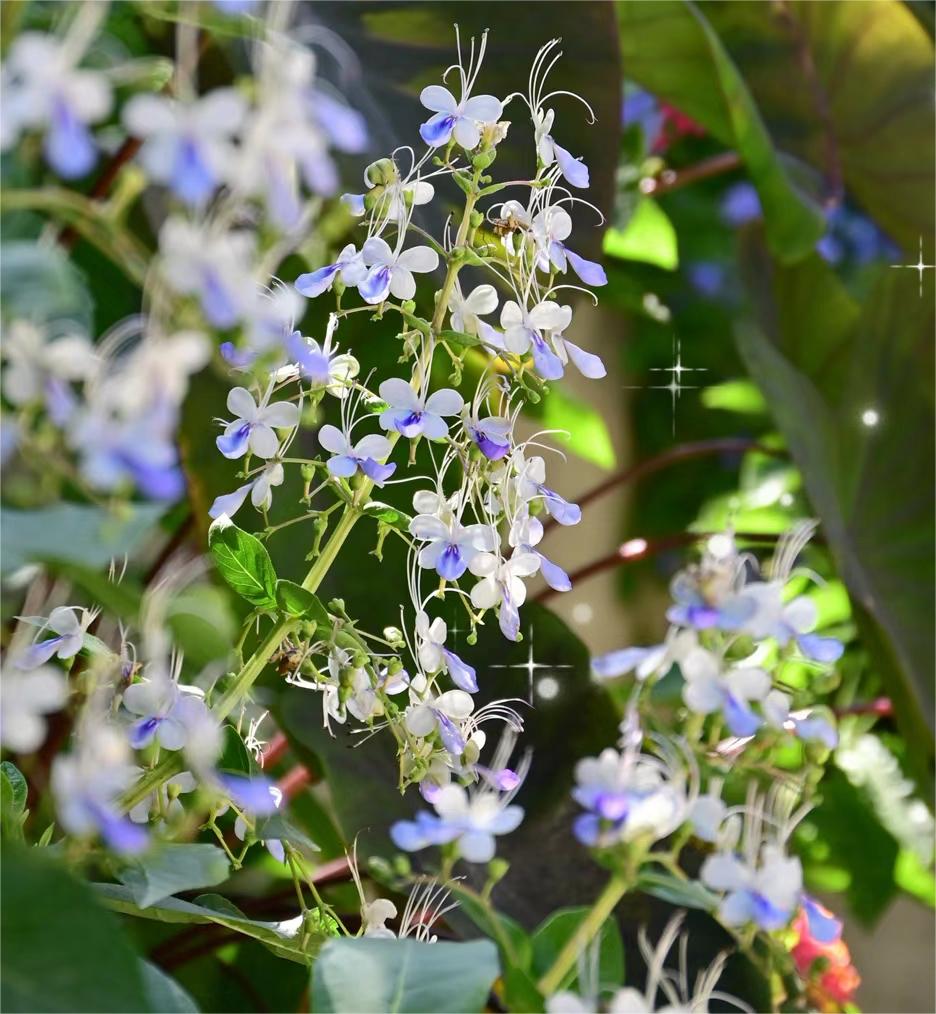 Blue Butterfly Flower 💙Easy