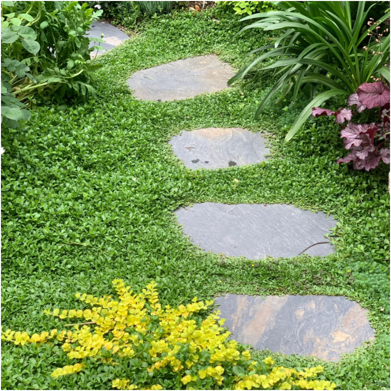 ❌✂️Kein Schnitt als Bodendecker🍀Pilea microphylla