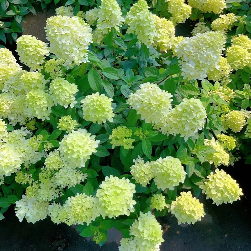 🍦Sommer-Erdbeereis – 🍨Konische Hortensiensamen