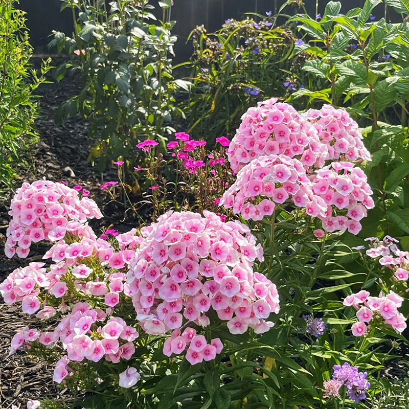 🌸Fu Lu Kao Seeds🌸