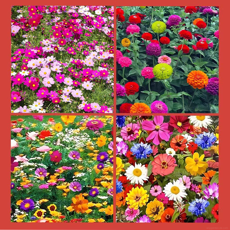 💐Gemischte Wildblumensamen💐