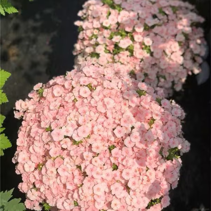 🌸Fu Lu Kao Seeds🌸