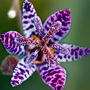 🔥The unique charm in the garden: 🌼Spotted lilies💐🌿