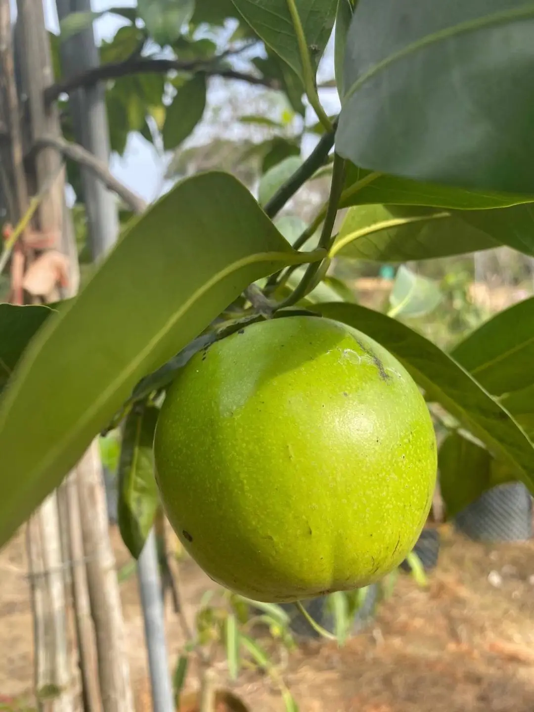 Chocolate Pudding Persimmon Seeds