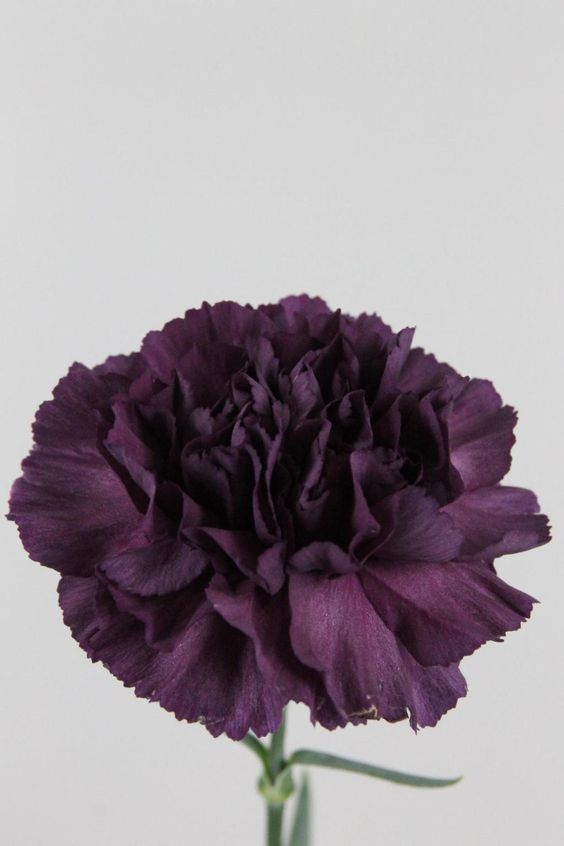 🌼💙 Dive into Bliss: Blue Carnation Delights for Your Garden Oasis! 💫🌱