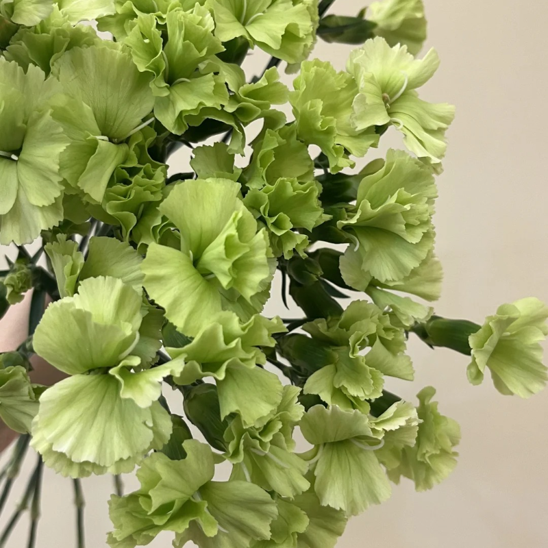 🌸 Doting Series Dianthus Seeds — A Garden Full of Love and Color