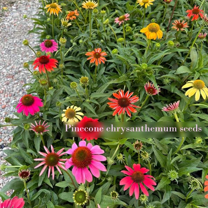 🌱Pinecone Chrysanthemum Seeds - Attract Butterflies🦋 Deer-Resistant, Low Maintenance, Blooms All Summer