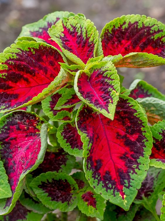 💫 Introducing: Golden Diamond Lavender Seeds! 💫