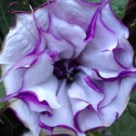 50pcs/Bag Datura Brugmansia Seeds Potted Bonsai Trumpets Angel Flower Seeds