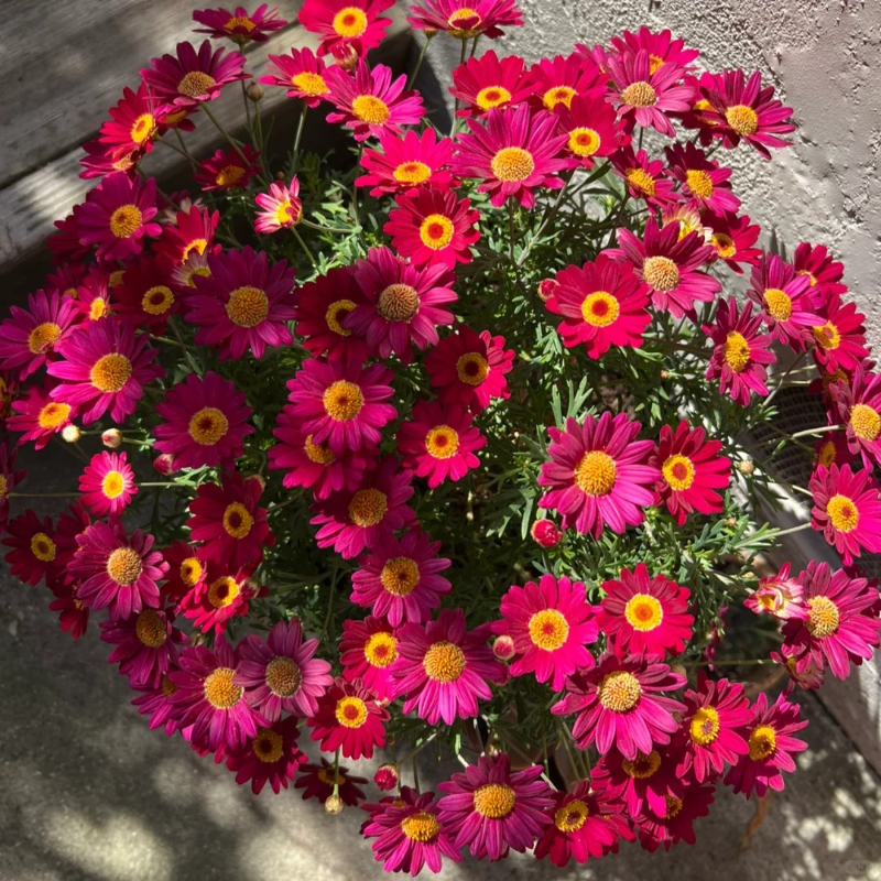 🌼Margarita flower seeds - Effortless elegance and wildlife-friendly