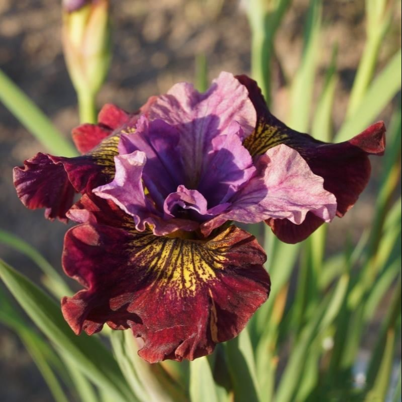 ⚜️Wild Iris Seeds – Nature’s Masterpiece for Your Garden! 🌿