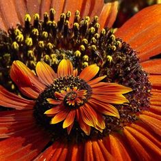 ✨🌼Schöne und farbenfrohe Spiralchrysantheme🦋