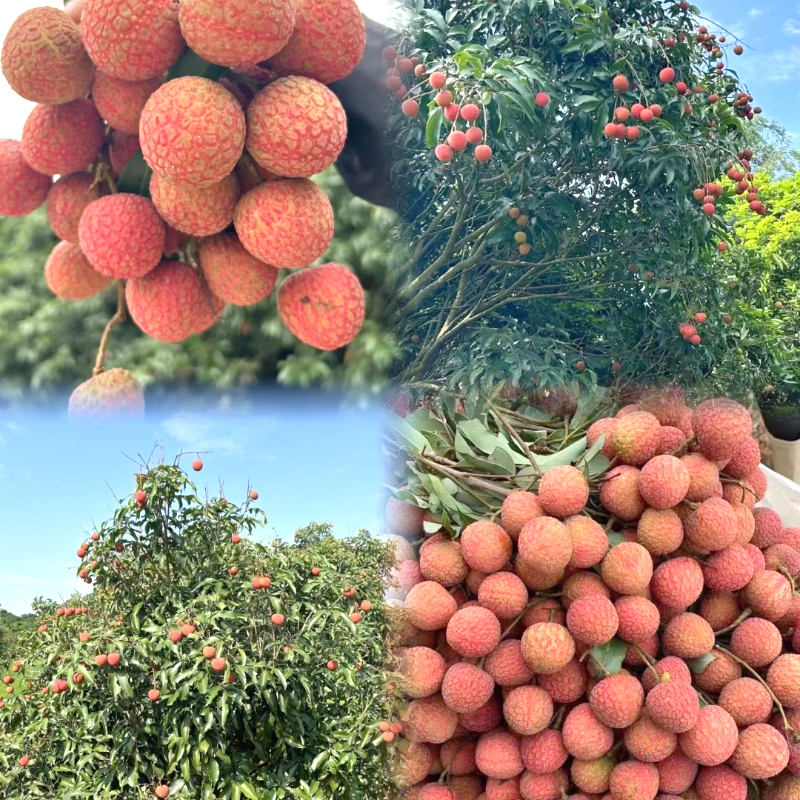 🌱 Grow Something Special – Lychee Seeds for Home Orchards 🍈