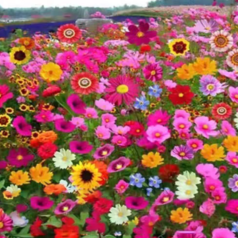 💐Gemischte Wildblumensamen💐