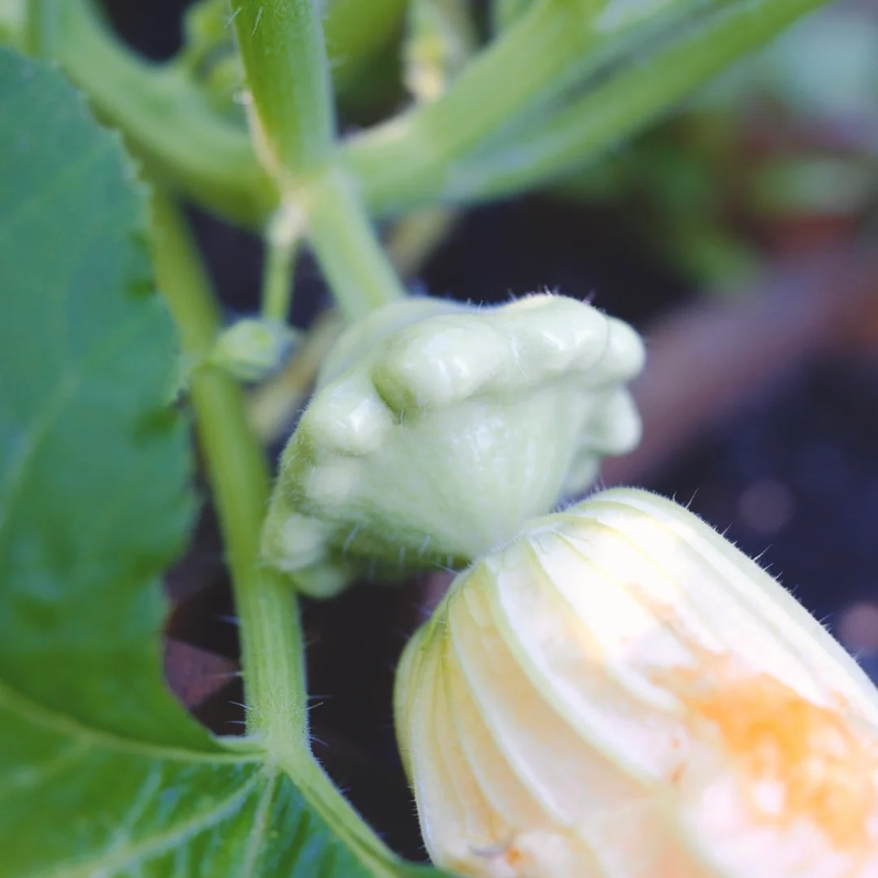 🥰Flying saucer melon🌱🌸 - Disease-Resistant, Perfect for Pots, Edible & Decorative
