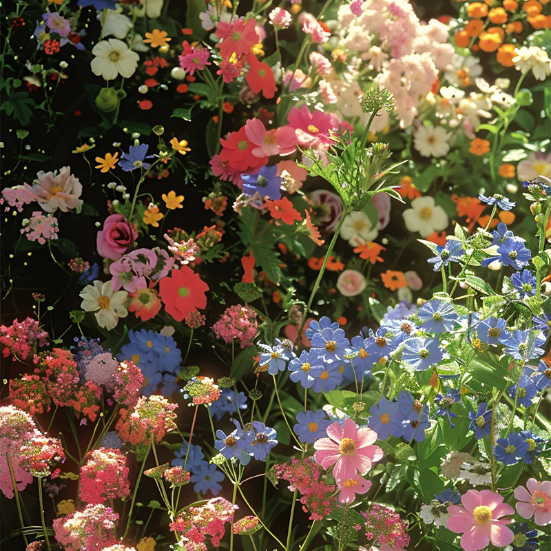 💐Gemischte Wildblumensamen💐