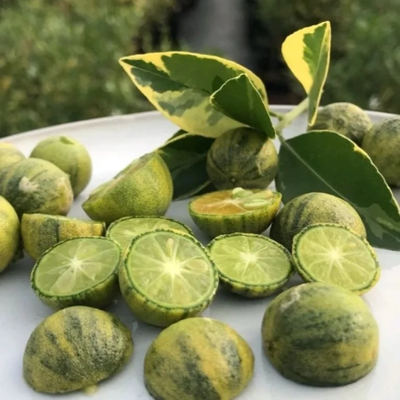 🍋Zebra Lemon Seeds –Easy to sprout, grow, and taste🌿  