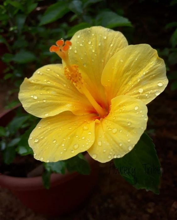 💗✨Acapulco Gold Hibiscus🎊30%Discount