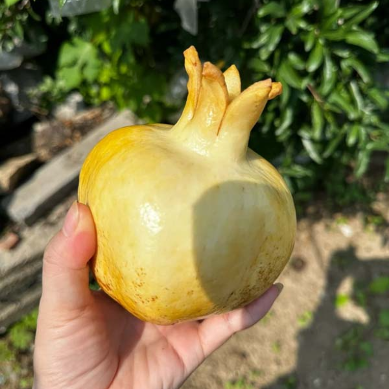 ❤️Pomegranate Seeds🌱- Nutritious, Antioxidant-rich, Heart-healthy