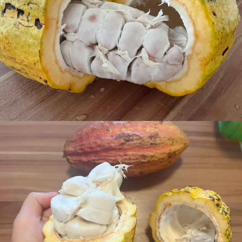 🌱Cocoa fruit seeds - Antioxidant and promote cardiovascular and cerebrovascular health