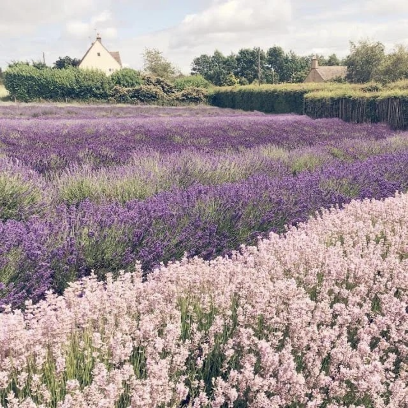 🪻Lavender Seeds🌱 - sleep aid and stress relief, handicraft health preservation