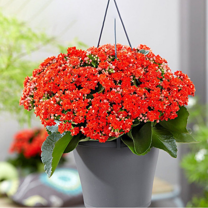 Golden Fox Longevity Flower Seeds