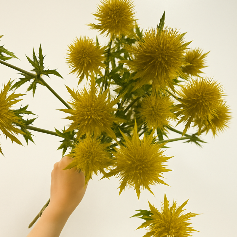 🌼 Kenya Eryngium Seeds – Unique Blooms for Easy, Elegant Gardens ✨