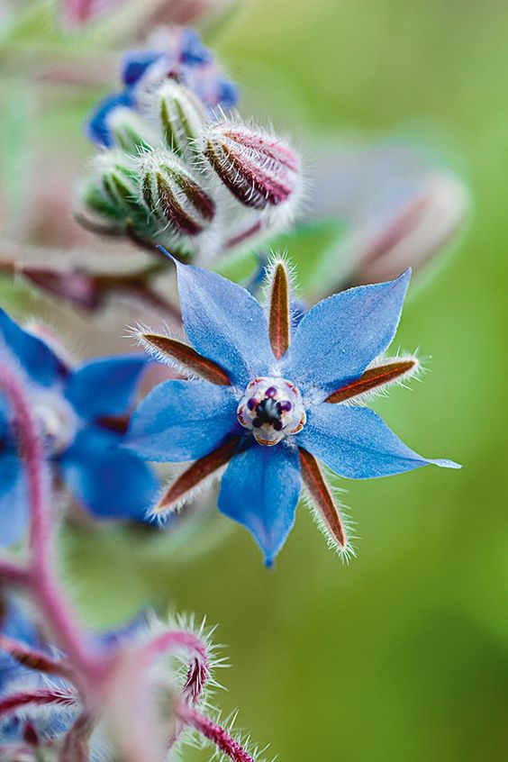 Borage Seeds🌸🎉50 Discount🎉