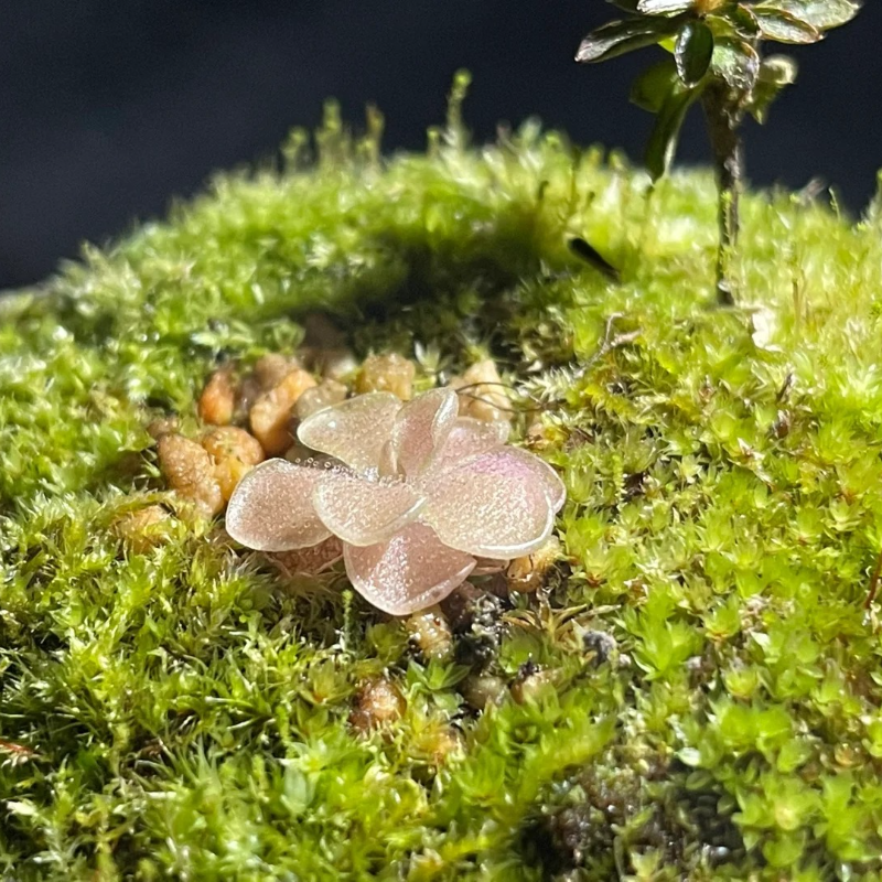 🌸 Butterwort Seeds – Nature’s Gentle Little Helper 🪴✨
