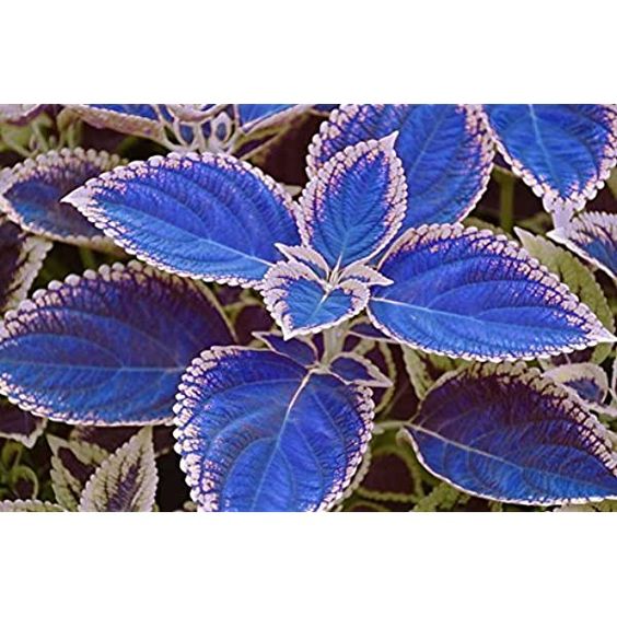 💙 Introducing: Blue Bliss Lavender Seeds! 💙